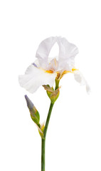 Fototapeta na wymiar iris flower isolated
