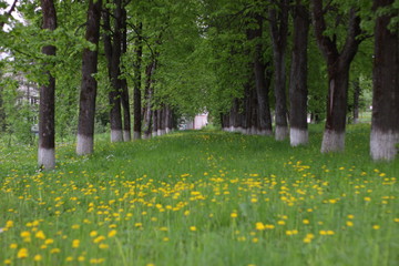 Obraz premium spring in the park