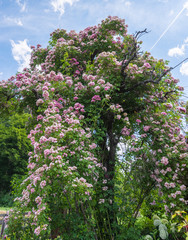 Huge pink rambler / climbing rose on a tree under blue sunny sky with some clouds