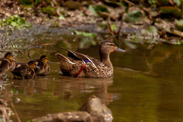 Duck with ducklings