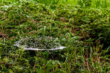 Dandelion clocks caught in a spiders web