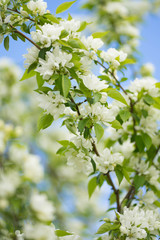 apple tree with white flowers and yellow buds