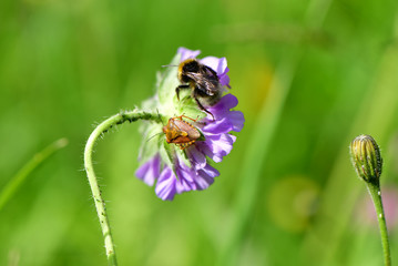 Wanze und Hummel auf Blume