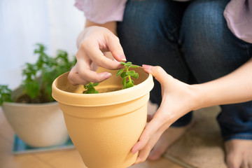 観葉植物の世話をする女性, ミントを女性が優しく触っている