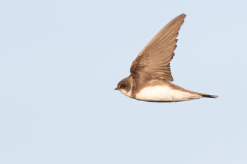 Common house martin (Delichon urbicum) flying over blue sky in germany