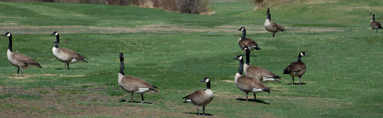 Bernaches du Canada (oies sauvages ou outardes) au champs au printemps