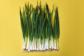 fresh green onion (shallots or scallions) on yellow background
