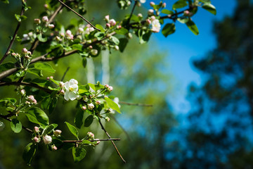 Blooming apple tree in the garden. Selective focus.