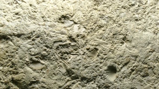 
Baltic limestone with fossils and camera drive