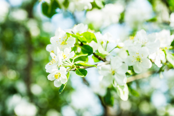 Blooming apple tree in the garden. Selective focus.