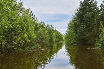 Fototapeta na wymiar forest river overflowed in spring