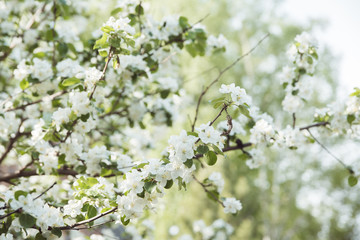 Blooming apple tree in the garden. Selective focus.