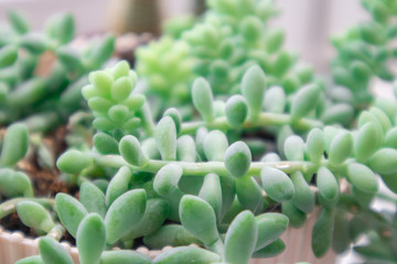 Succulent Plant sedum morganianum closeup