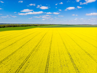 Yellow field and the clouds in the sky. Drone aerial photo from Belarus