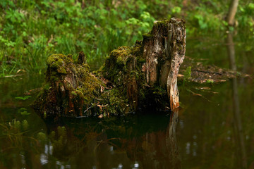 old stump in a spring flooded glade