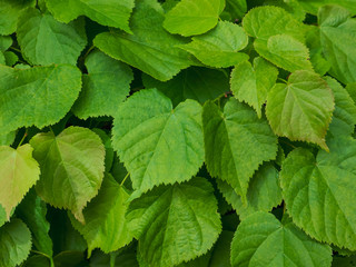 leafs of Tilia platyphyllos, large-leaved lime or large-leaved linden