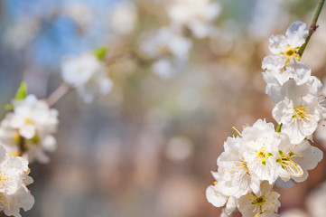 Natural spring texture of a flowering branch. Blossoms apple tree, pear in white closeup and copy space. Congratulation card and free space.