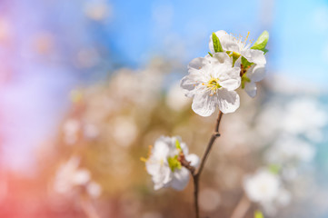 Fototapeta premium Natural spring texture of a flowering branch. Blossoms apple tree, pear in white closeup and copy space. Congratulation card and free space.