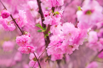 Natural spring texture of a flowering branch. Cherry blossoms, sakura in pink closeup and copy space. Congratulation card and free space.