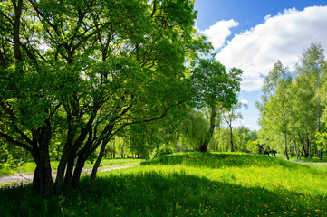 Summer bright beautiful park without people. Green trees and grass