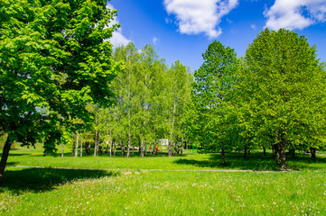 Summer bright beautiful park without people. Green trees and grass