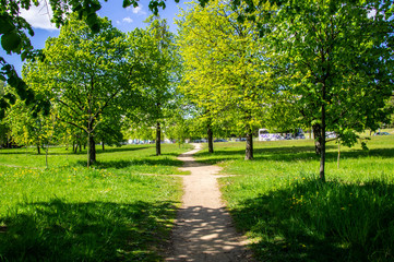 Summer bright beautiful park without people. Green trees and grass
