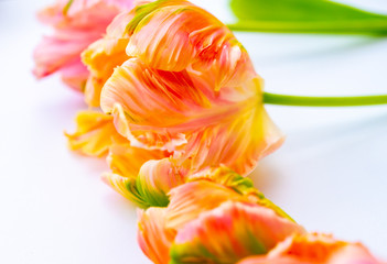 Colorful pink salmon parrot tulips on white background, floral concept © barmalini