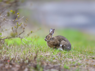 Snowshoe Hare Eating Grass in Spring