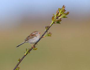 Field Sparrow perched on a tree branch in spring
