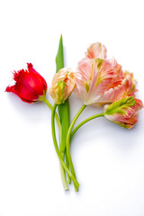 Colorful pink salmon parrot tulips on white background, floral concept