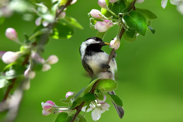 Black Capped Chickadee on a branch