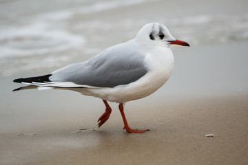 seagull on sand on the Baltic Sea