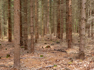 Fototapeta premium deep forest in czech countryside