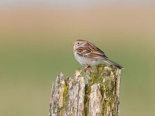 Field Sparrow Perched on Fence Post in Spring