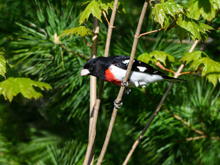 Male Rose-breasted Grosbeak on Tree Branch, Closeup Portrait in Spring