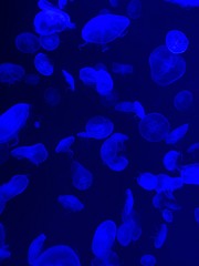 Colorful jellifish swimming in an aquarium Sentosa Island Singapore