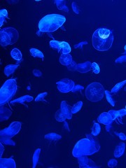 Colorful jellifish swimming in an aquarium Sentosa Island Singapore