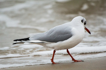 seagull on sand on the Baltic Sea