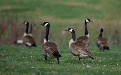 Bernaches du Canada (oies sauvages ou outardes) au champs au printemps
