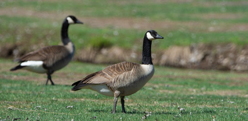 Bernaches du Canada (oies sauvages ou outardes) au champs au printemps