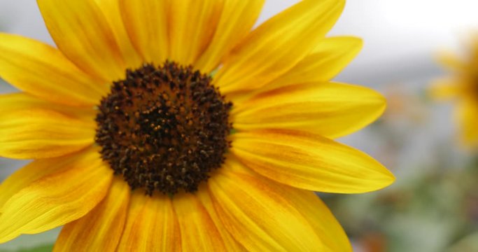 tournesol jaune au vent au ralenti 
