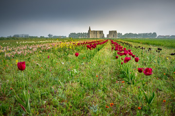 panorama of chateliers abbey (isle of Re) with tulips field. Foggy day