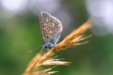 Fototapeta na wymiar close-up of silver-studded blue (Plebejus argus) on a golden meadow herb