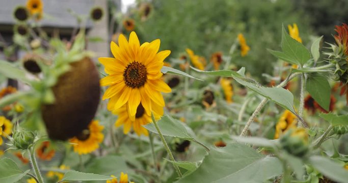 tournesol jaune au vent au ralenti 