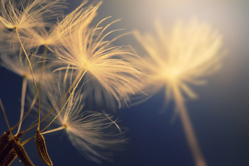 Flying seeds of dandelion on blue background.