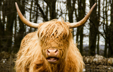 Highland Cow in a field on a winters day
