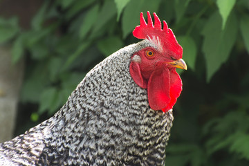 Big rooster with a red comb and colorful plumage. Breeding chickens on the farm.
