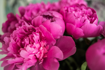 Big bouquet of beautiful pink peonies