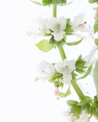 Blooming basil light tiny flowers isolated white background macro