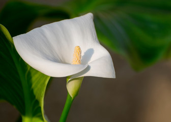 Large calla lily flower on a soft green background. Plants in the greenhouse.